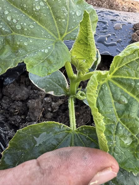 ما سبب الاصابه